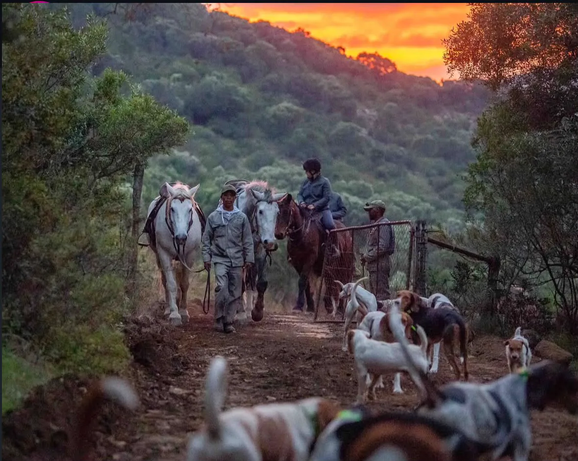 Riders and hounds returning along a mountain track at sunset